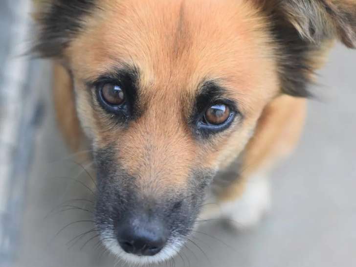 Disponible à l'adoption, chienne au pelage tricolore
