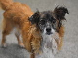 En attente d'adoption, chienne de 8 ans