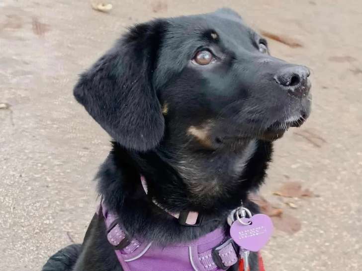 Prêt pour l’adoption, chiot mâle noir