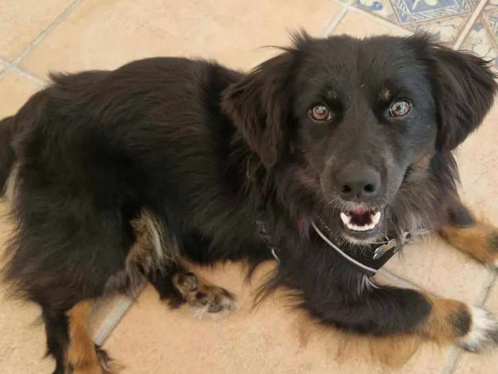 En attente d’une famille, chien noir et feu