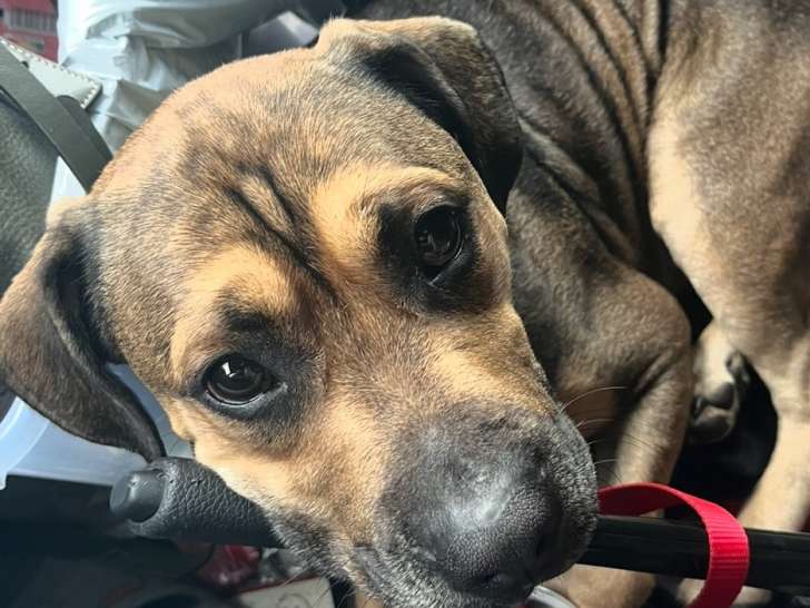 À accueillir, chien au pelage fauve