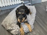 En quête d'une famille, chienne Jagd Terrier de 6 ans
