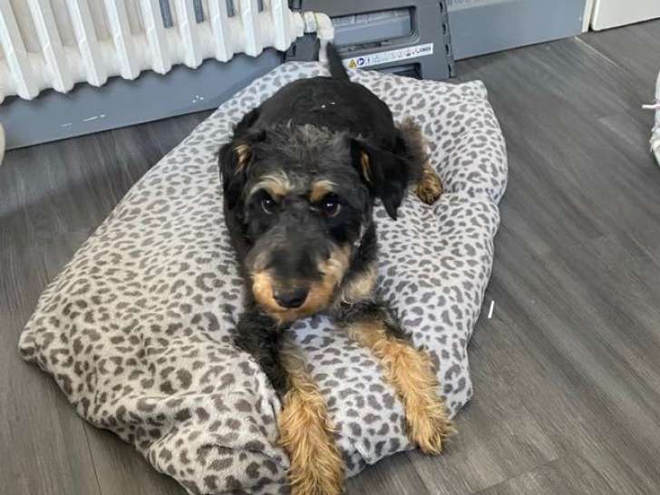 En quête d'une famille, chienne Jagd Terrier de 6 ans