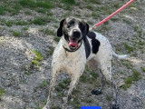 Adoption disponible : chienne noire et blanche