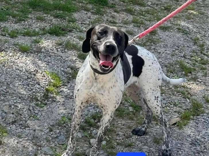 Adoption disponible : chienne noire et blanche