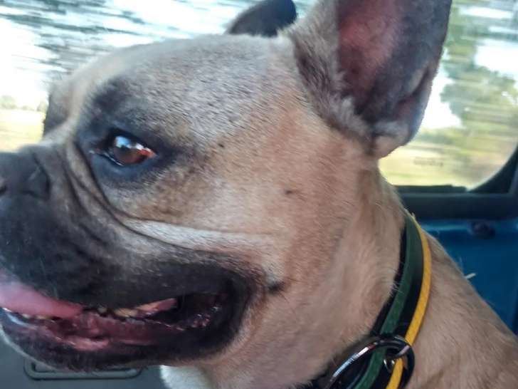 À la recherche d’une famille, chien Bouledogue Français beige