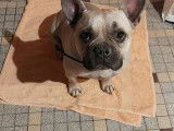 À la recherche d’une famille, chien Bouledogue Français beige