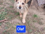 À adopter : chien marron et blanc