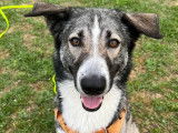 En attente d'adoption : chien âgé de 3 ans