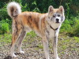 Mâle Akita Inu LOF bringé roux disponible pour saillie