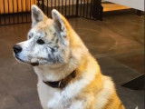 Mâle Akita Inu LOF bringé roux disponible pour saillie