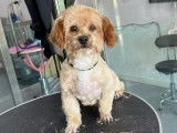 Bo, chien croisé à adopter en association