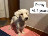 Percy, chien de type Bichon à adopter
