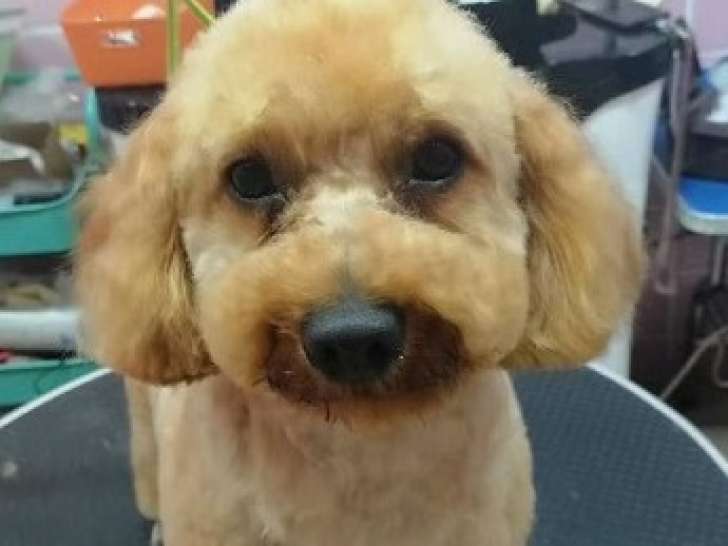 Gabriel, Caniche à adopter en association