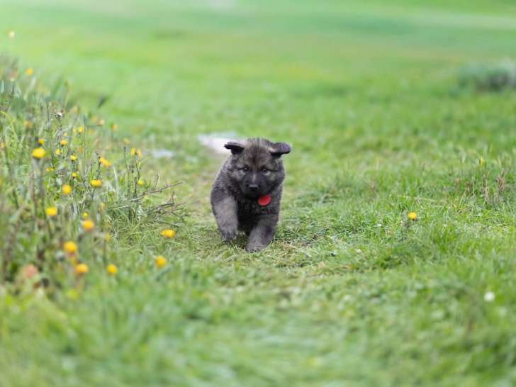 Chiots Altdeutscher Schäferhund à vendre