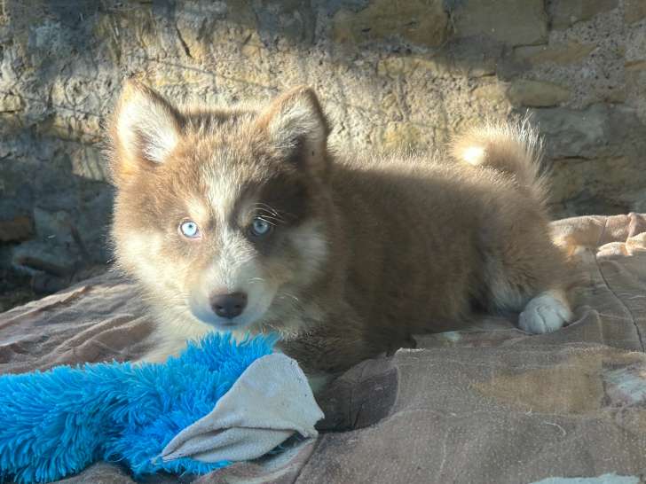 Chiots Pomsky mini yeux bleu chocolat et lilac disponibles