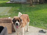 Chien Saint-Bernard de 5 ans à vendre