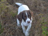 Chiot Springer Spaniel LOF de juin 2025 à vendre, femelle marron et blanche