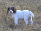 Chiot Springer Spaniel LOF de juin 2025 à vendre, femelle marron et blanche