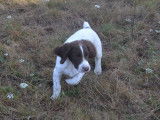 Chiot Springer Spaniel LOF de juin 2025 à vendre, femelle marron et blanche