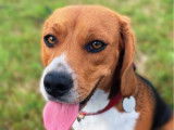 1 chienne Beagle tricolore LOF à vendre