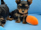 3 chiots Yorkshire LOF à réserver, nés août 2025