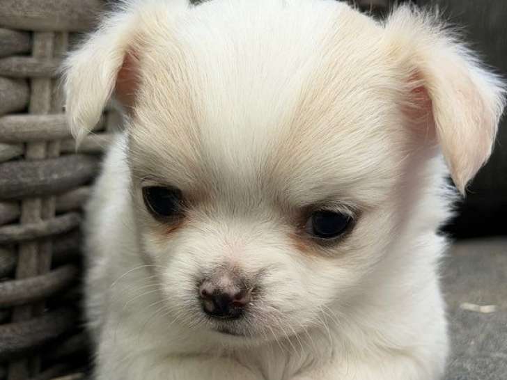 Chiots mâles Chihuahuas poil long LOF à réserver, nés en août 2025