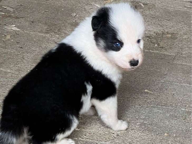 Chiots Laika de Iakoutie LOF nés en juillet 2025, à vendre