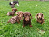 Chiots Teckel nains et kaninchen arlequin et chocolat à vendre