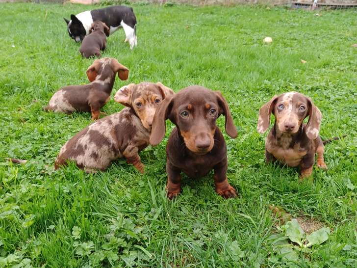 Chiots Teckel nains et kaninchen arlequin et chocolat à vendre