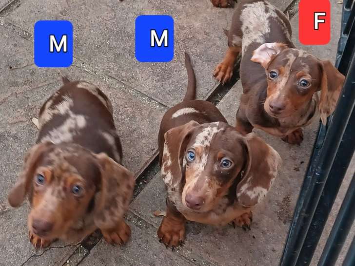 Chiots Teckel nains  arlequin et chocolat à vendre