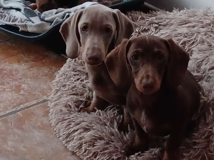Chiots Teckel nains   chocolat tan  à vendre