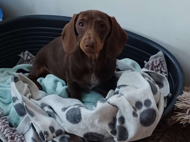 Femelle Teckel nain  chocolat tan  à vendre