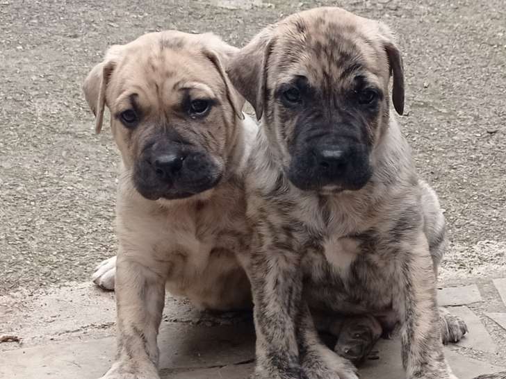 Chiots de race Cimarron Uruguayen à vendre (3 femelles & 7 mâles)