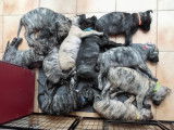 Chiots de race Cimarron Uruguayen à vendre (3 femelles & 7 mâles)