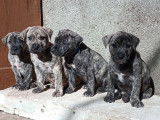 Chiots de race Cimarron Uruguayen à vendre (3 femelles & 7 mâles)