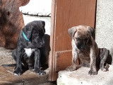 Chiots de race Cimarron Uruguayen à vendre (3 femelles & 7 mâles)
