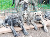 Chiots de race Cimarron Uruguayen &agrave; vendre (3 femelles & 7 m&acirc;les)