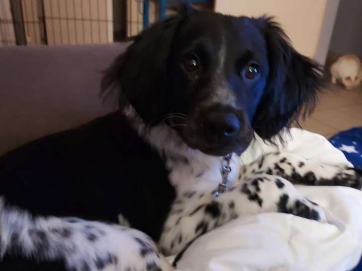 Chienne Épagneul Breton femelle à vendre