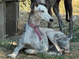 Magnifique Galga à adopter