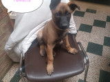 Chiots Malinois à vendre