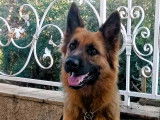 Femelle Berger Allemand disponible pour saillie