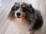 Mâle Berger des Shetland bleu merle disponible pour saillie