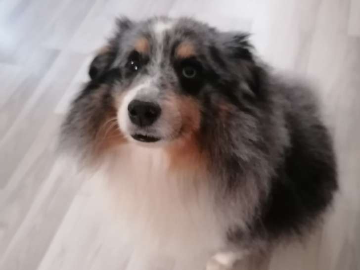 Mâle Berger des Shetland bleu merle disponible pour saillie