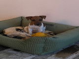 Chiot femelle Jack Russell LOF à vendre