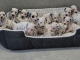 Chiots Dalmatien à vendre