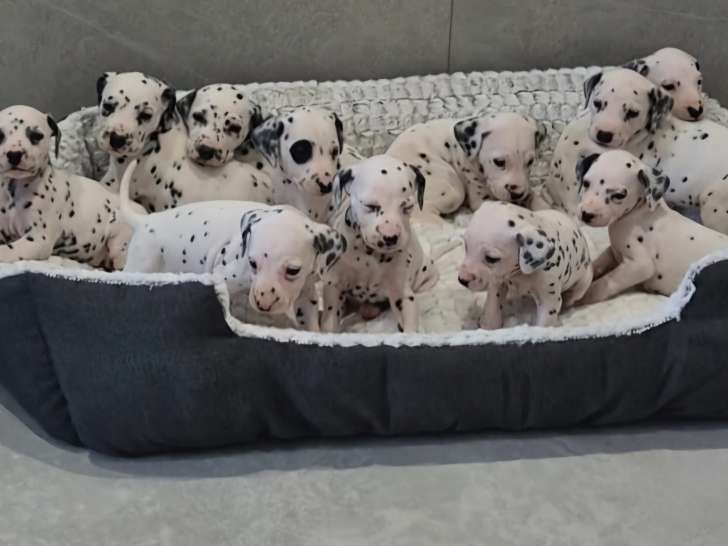 Chiots