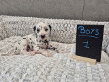 Chiots Dalmatien à vendre