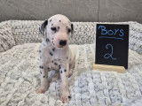 Chiots Dalmatien à vendre