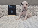 Chiots Dalmatien à vendre